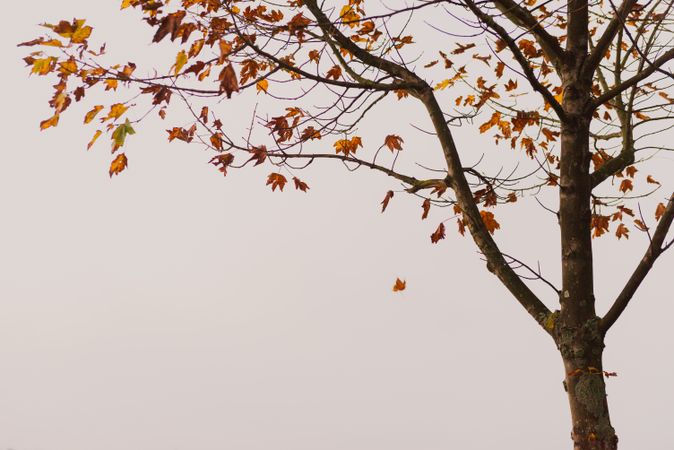 Tree with yellow leaves