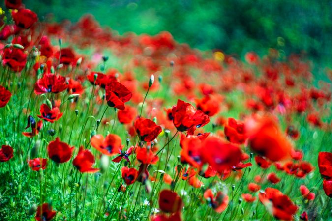 Beautiful poppy flowers in field