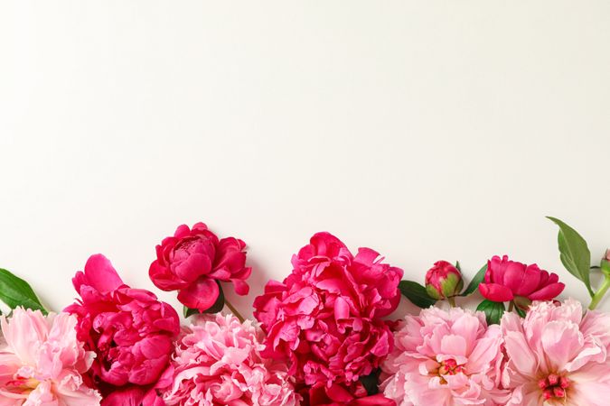 Flat lay composition with beautiful peonies on bright background, space for text and top view