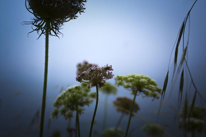 Cloud up of small flowers on cloudy day