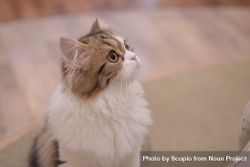 Light British Semi-longhair cat bYkOd5