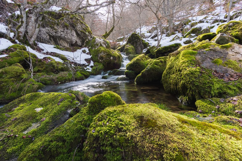 River running between stones in moss in forest