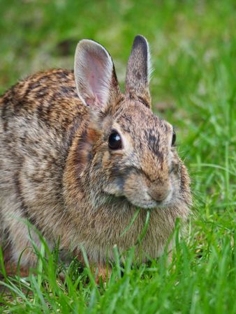 Fluffy Forager: Macro Shot of a Chubby Rabbit in a Grassy Field