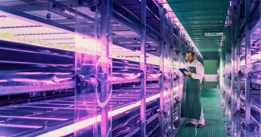 Vertical Farm Technical Specialist Working in a Facility with Ultraviolet LED Lights. Hydroponics Engineer Using Tablet Computer in Order to Optimize Nutritional Value and Growing Potential