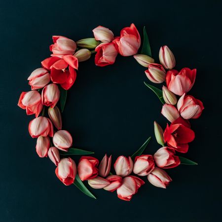 Tulip wreath on dark  background