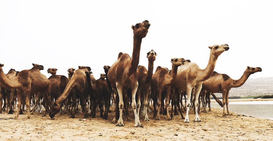 Herd of dromedary camels on sand during daytime