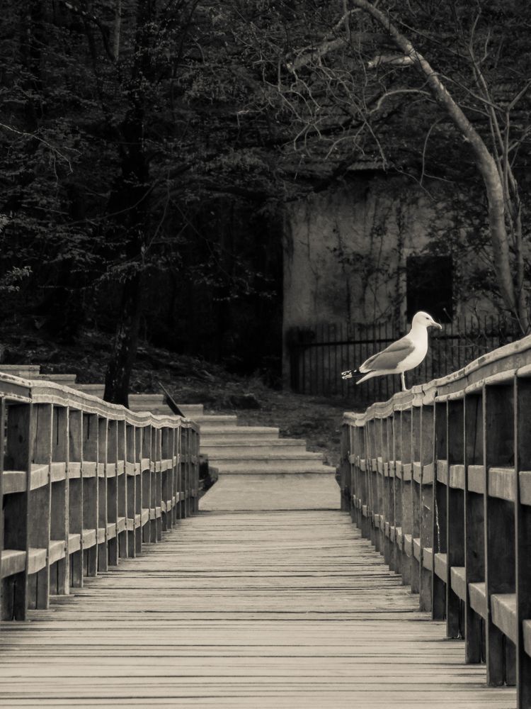 Seagull perching on wooden rail in grayscale