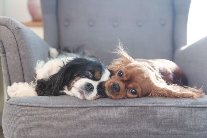 Two cute dogs resting together on the armchair