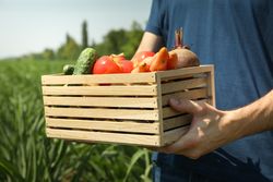 Man with wooden box of vegetables in corn field. Farming