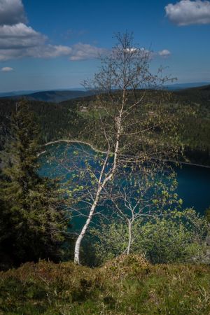 Birch tree above a lake