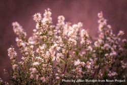 Bush of delicate pinkish flowerss 5wQj1b