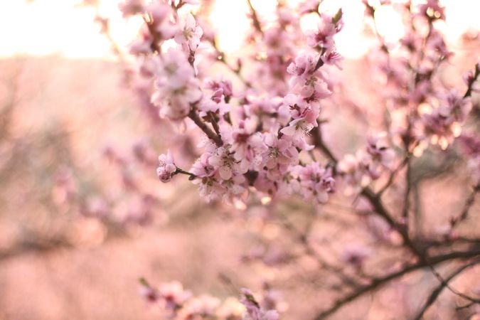 Cherry blossom tree budding in spring
