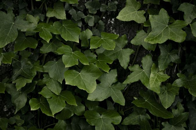 Ivy leaves of climbing plant. Lush green background of nature.
