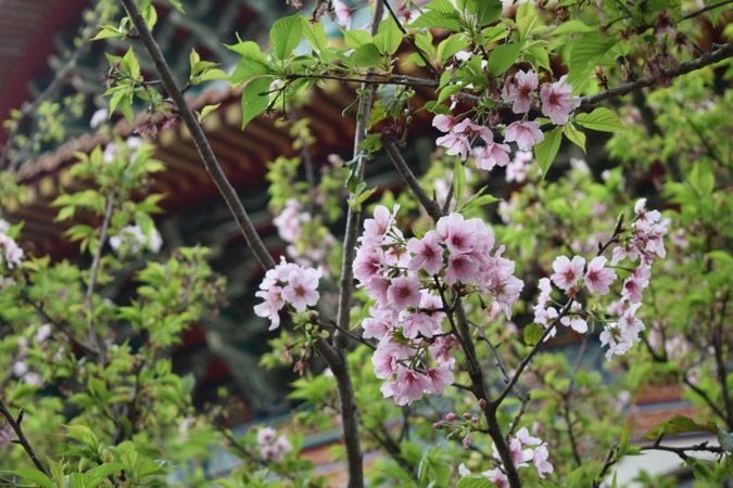 Cherry Blossoms Season in Wuji Tianyuan Temple Taiwan