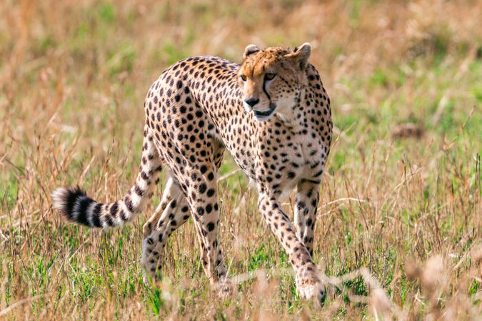 Cheetah on yellow grass field