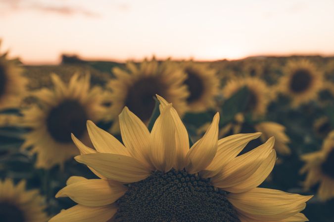 Sunflowers on background of blue sky