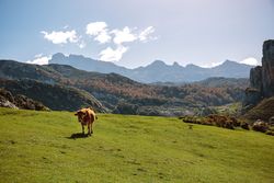 Cow on the grass in the mountains