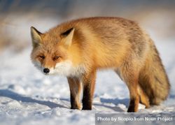 Red fox on snow covered ground 5pZ2yb