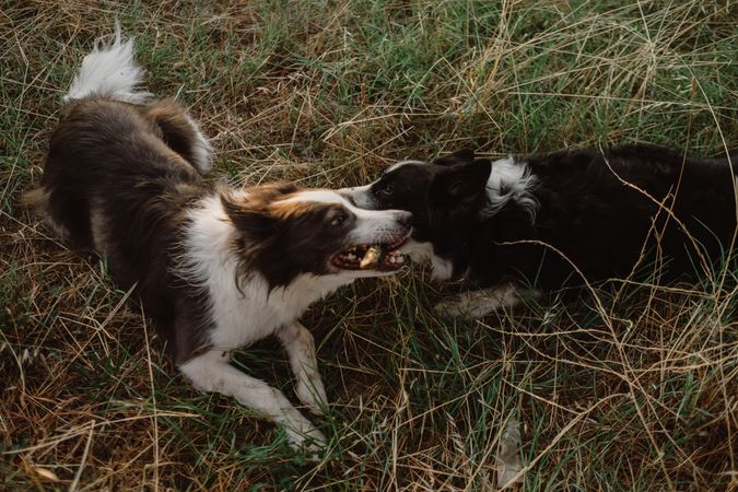 Border Collie dogs having fun together during stick game on dry grass in countryside