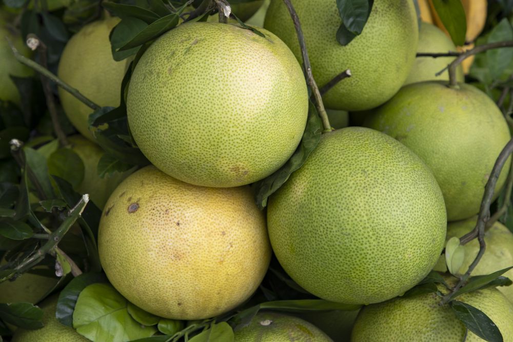 Fresh Fruits Green Pomelo (Citrus grandis) Displayed for sale in the Market of Bangladesh