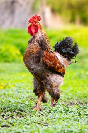 Brown rooster on green grass field