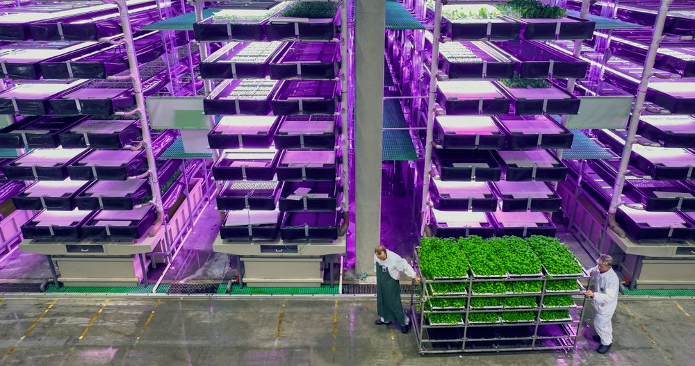 Modern Vertical Farm Operators Towing a Loaded Rack with Fresh Green Basil Plants. Aerial Shot From Above. Workers Growing Sustainable Produce with an Industrial Scale Hydroponics System