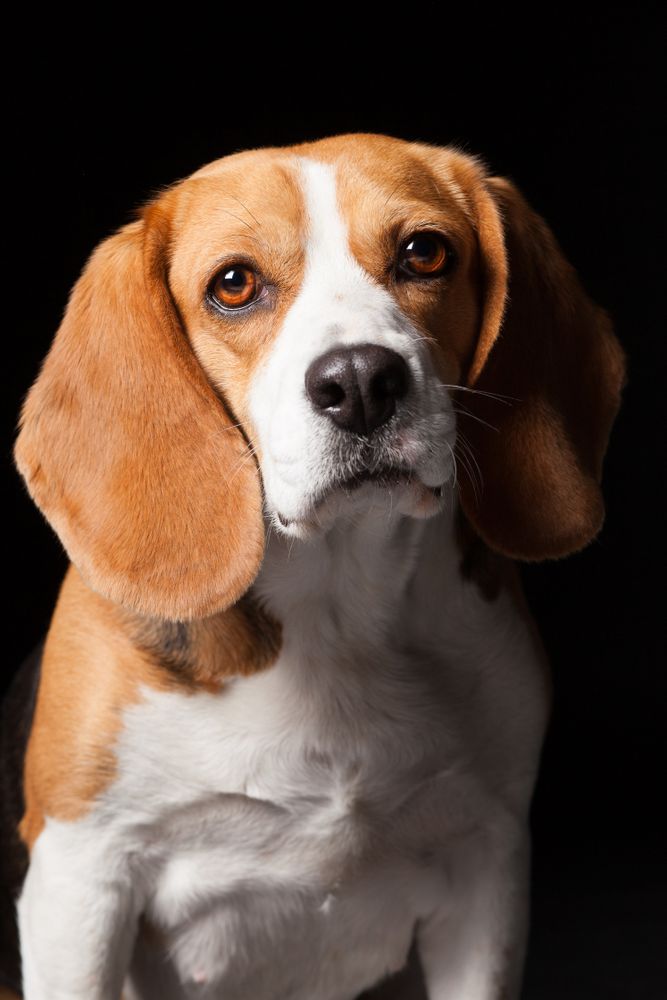 Amazing dog staring at camera
