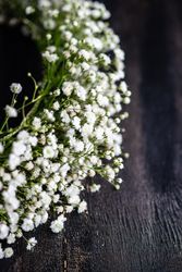 Close up of gypsophila paniculata flowers in bridal wreath