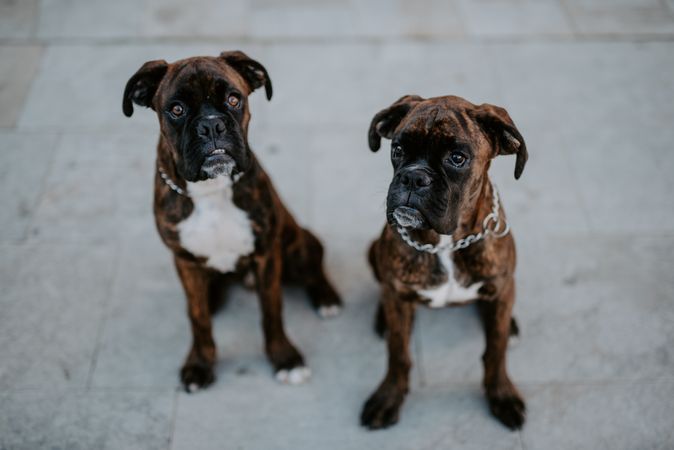 Playful cute dogs dutifully sitting on pavement
