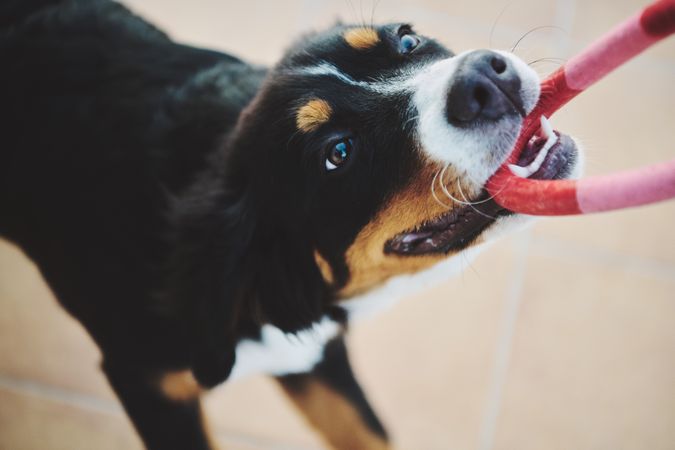 Cute bernese dog yanking toy from owner