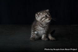 Gray tabby kitten against dark background 5avMo4