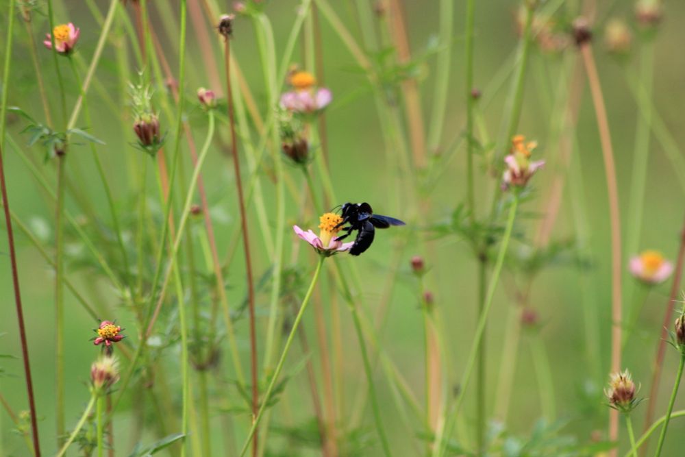 Beetle With Flower