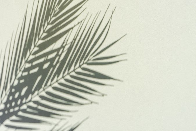 Palm leaves shadow on cream background