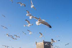 Sea gulls flying in blue sky
