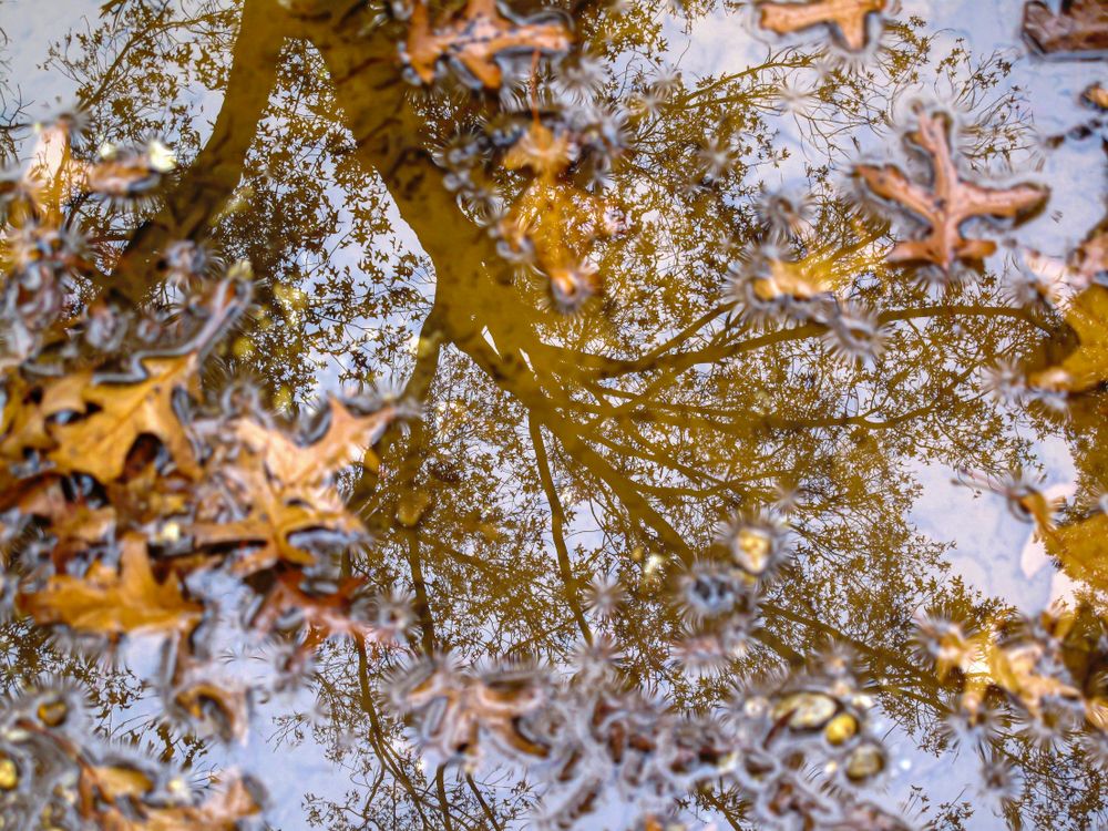 A reflection of an auturmn tree in a pubble rainwater