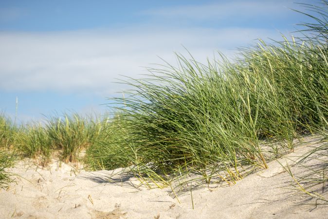 Beach grass on the sand