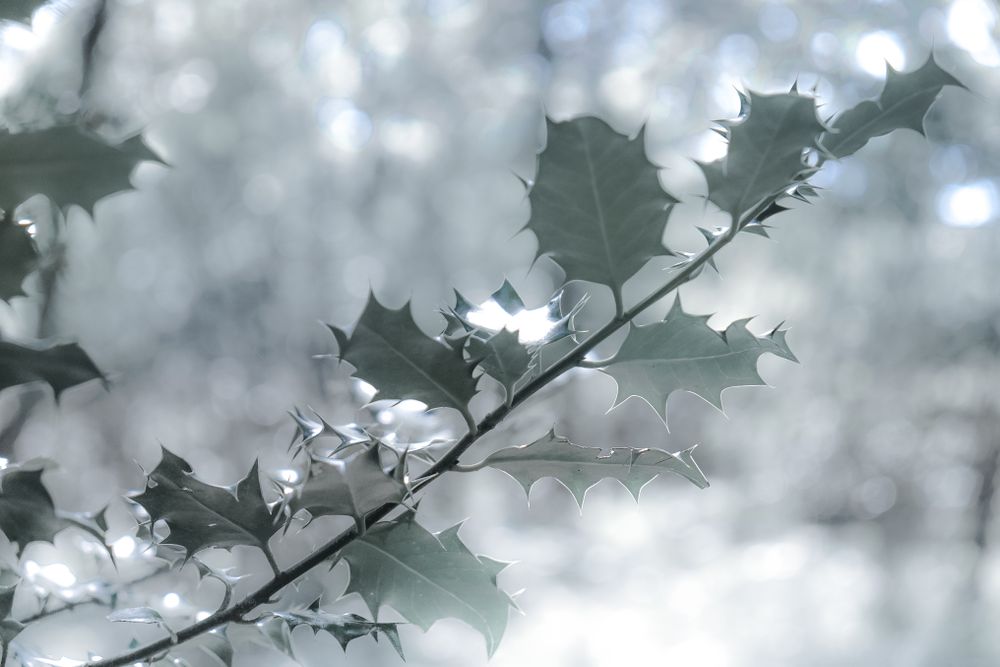 Holly in the forest