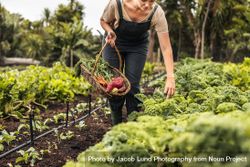 Young female gardener gathering fresh vegetables into a basket on an agricultural field 0JMxdb
