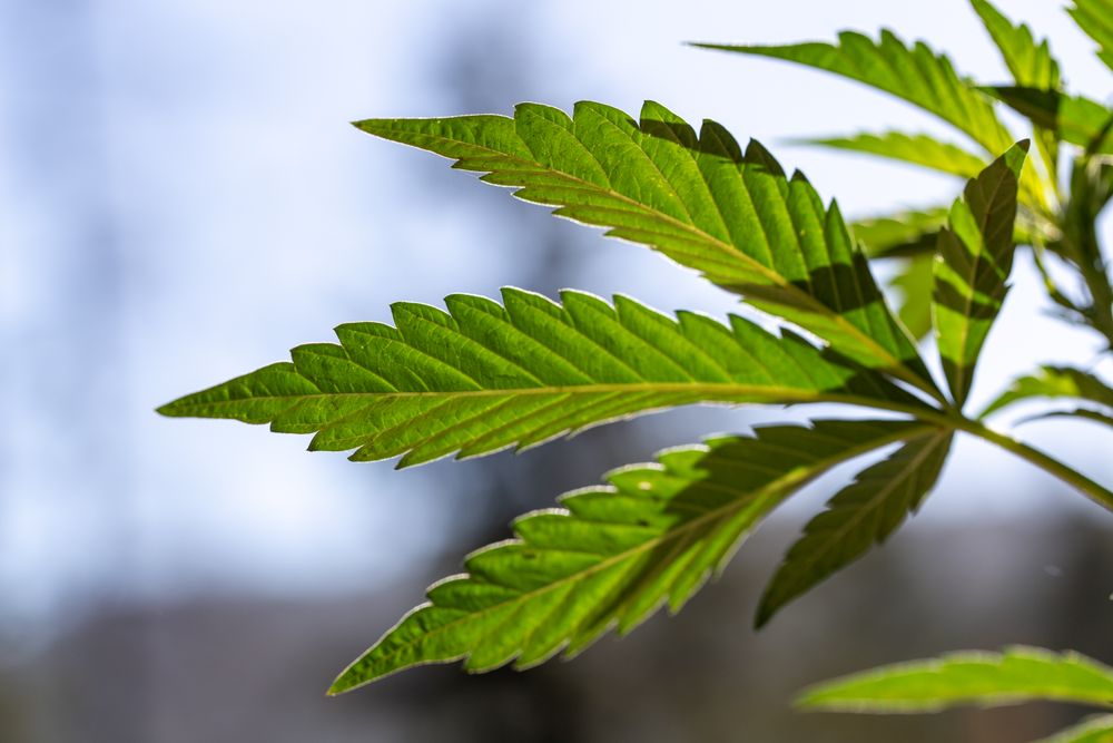 Close up of marijuana leaf against the sun