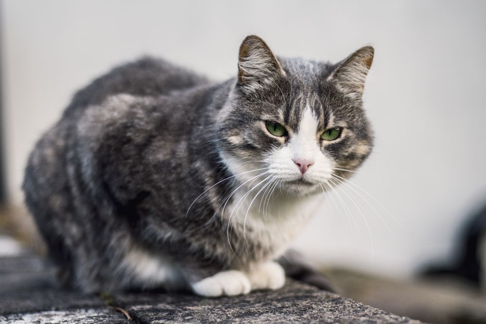 Green eyed cat