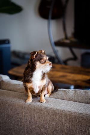 Cute brown chihuahua mix relaxing on back of sofa