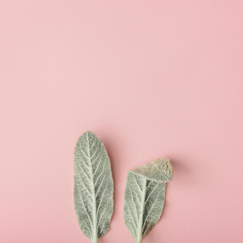 Bunny rabbit ears made of natural green leaves on pastel pink background