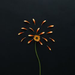Orange flower on dark background with petals