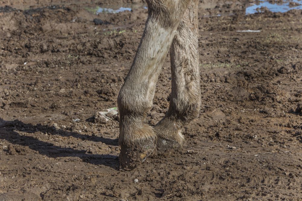 Grey horse hoofing in mud in bright day