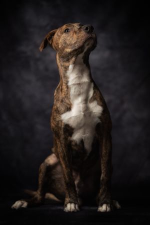 Proud adult spotted American Terrier dog