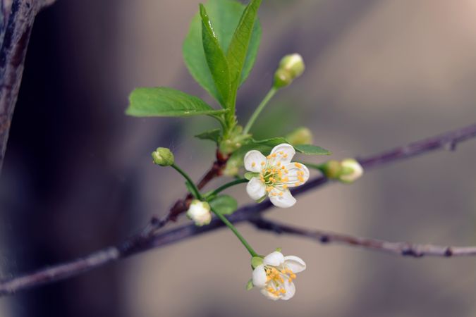 Flowers of the cherry blossom, Sakura flower.