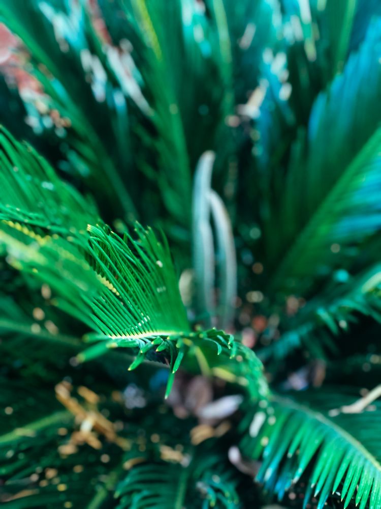 Branch of palm bush with selective focus on tip