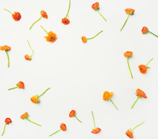 Orange buttercup flowers on a light background, square crop with copy space