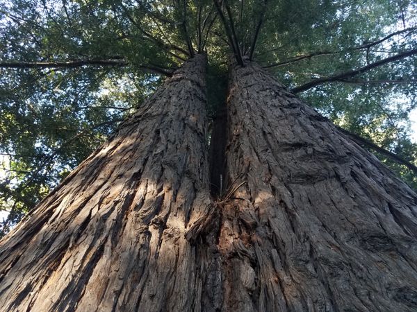 Shot of redwood tree twins, landscape