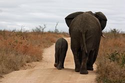 Two elephants walking